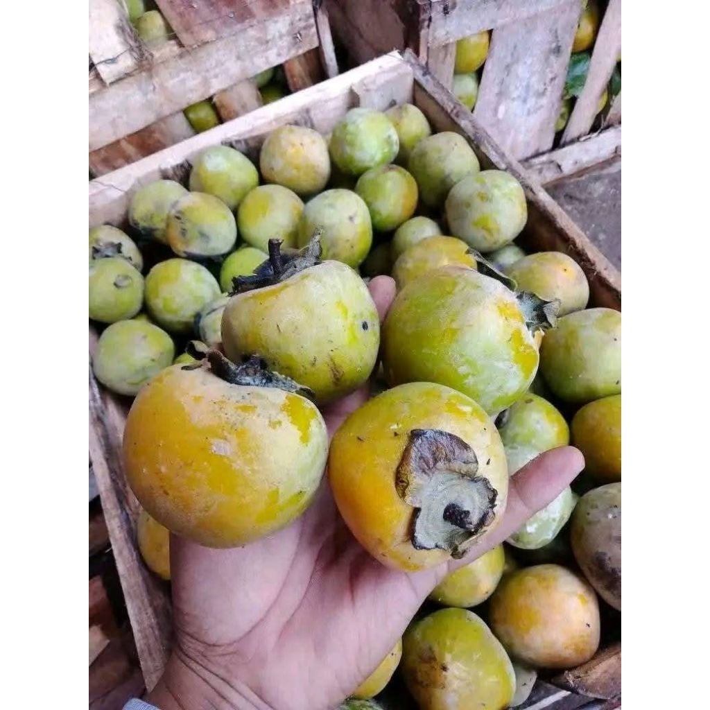 

buah kesemek manis 1kg