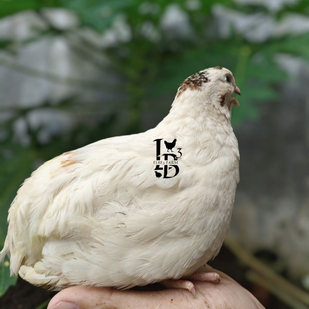 

Telur Tetas PUYUH JUMBO f2 PUTIH PS khusus dijadikan indukan