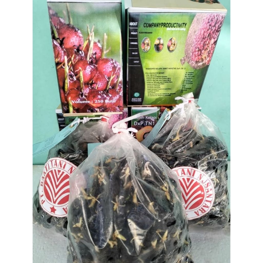 Benih kecambah kelapa sawit DxP TN1 (TANI NUSANTARA 1)