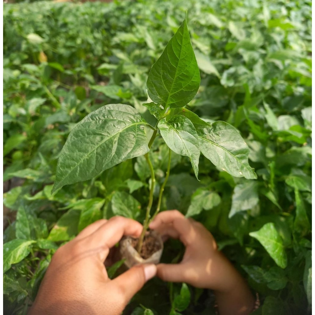 bibit                             rawit hijau unggul                                          siap t