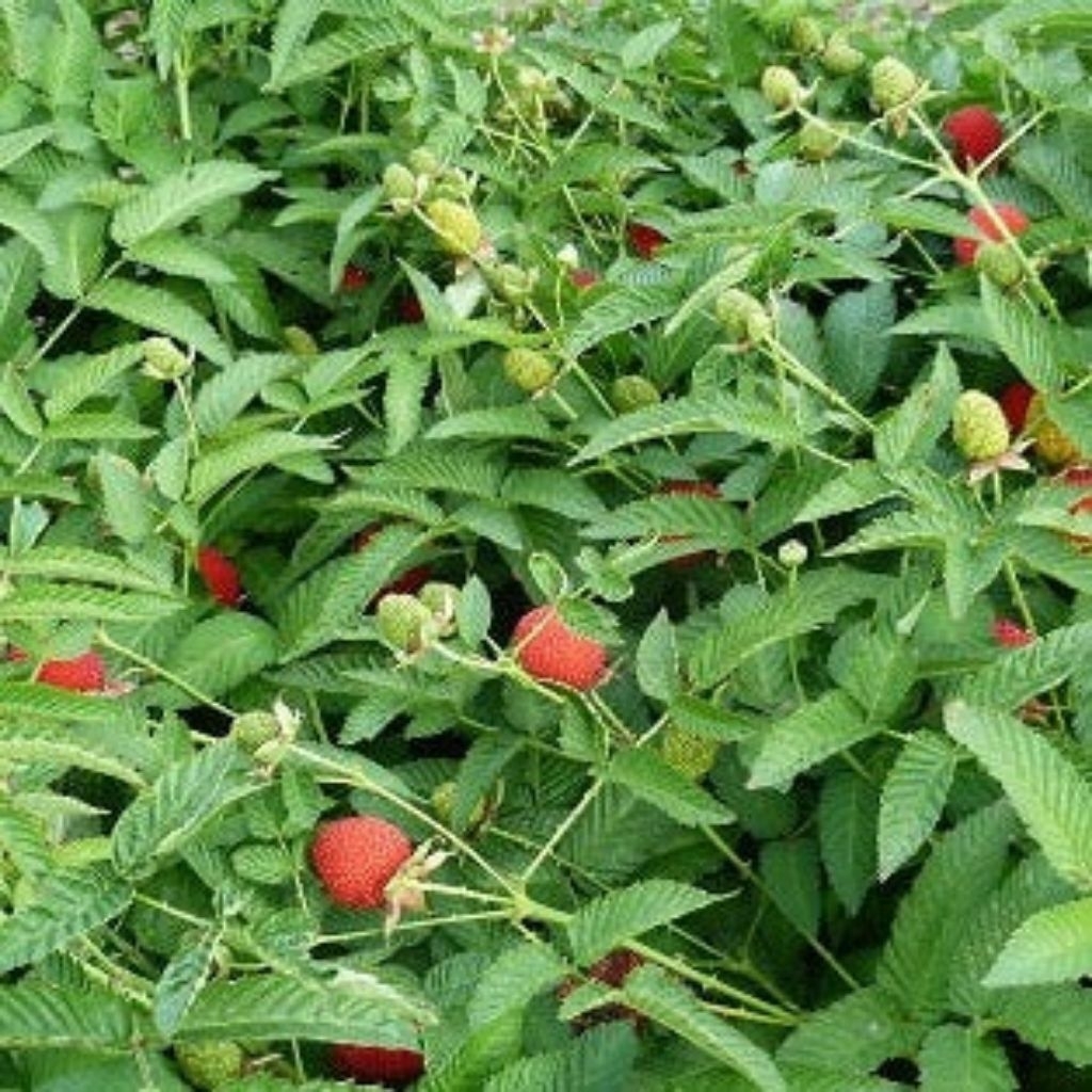 Bibit Tanaman Raspberry - arbei hutan Pohon Arbei super unggul