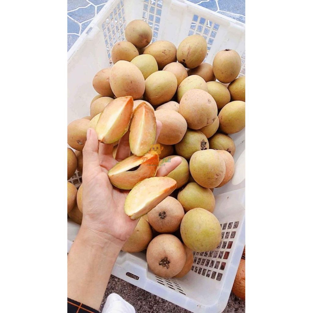 

Sawo Segar Berat 1 Kg