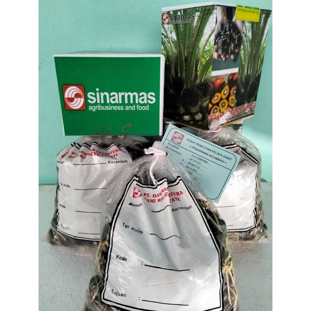 Bibit kecambah sawit DAMI MAS terjamin kualitas