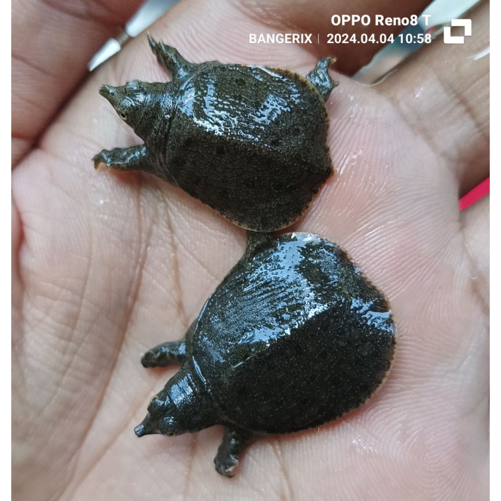 

STIKER kura kura bulus asli