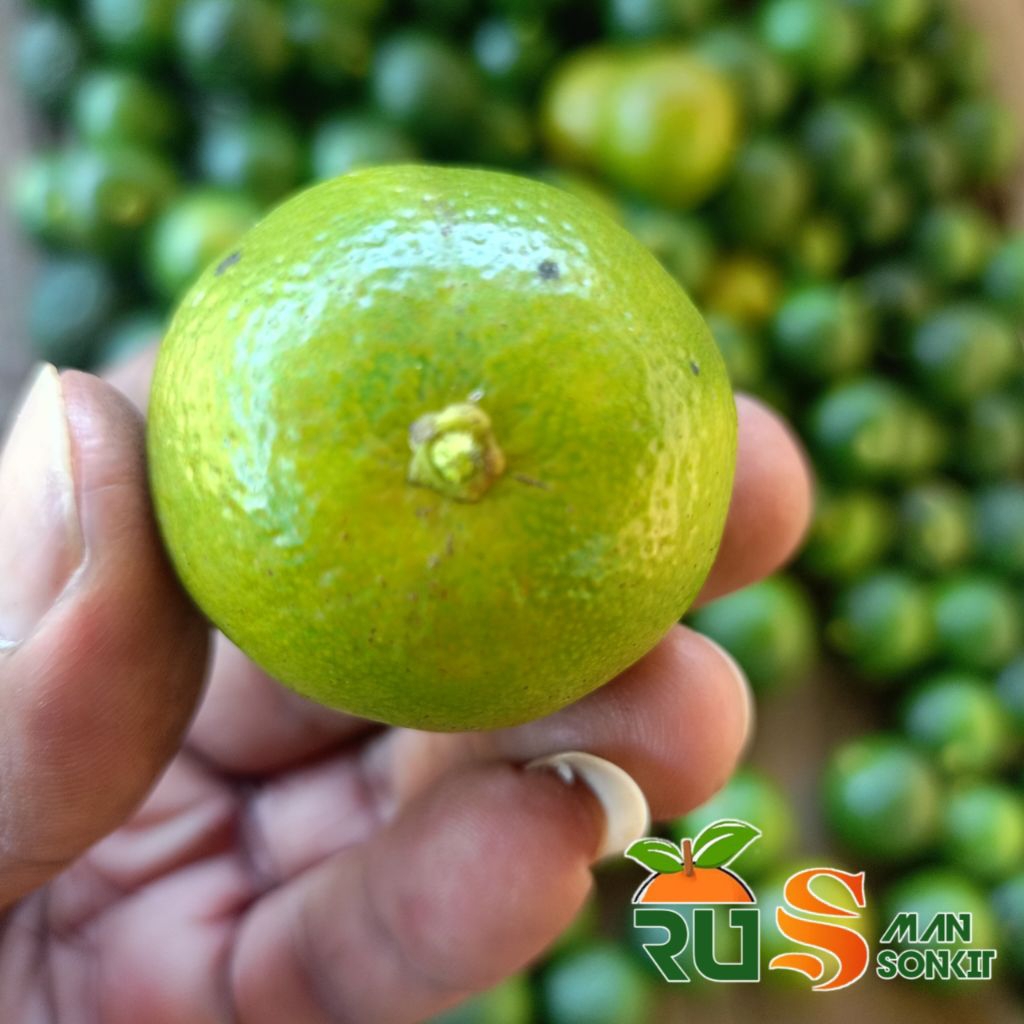 

1kg jeruk sonkit jeeuk peras jeruk kaaturi jeruklemoncui jerukperas1kg jeeukperas siam jeruk peras auper