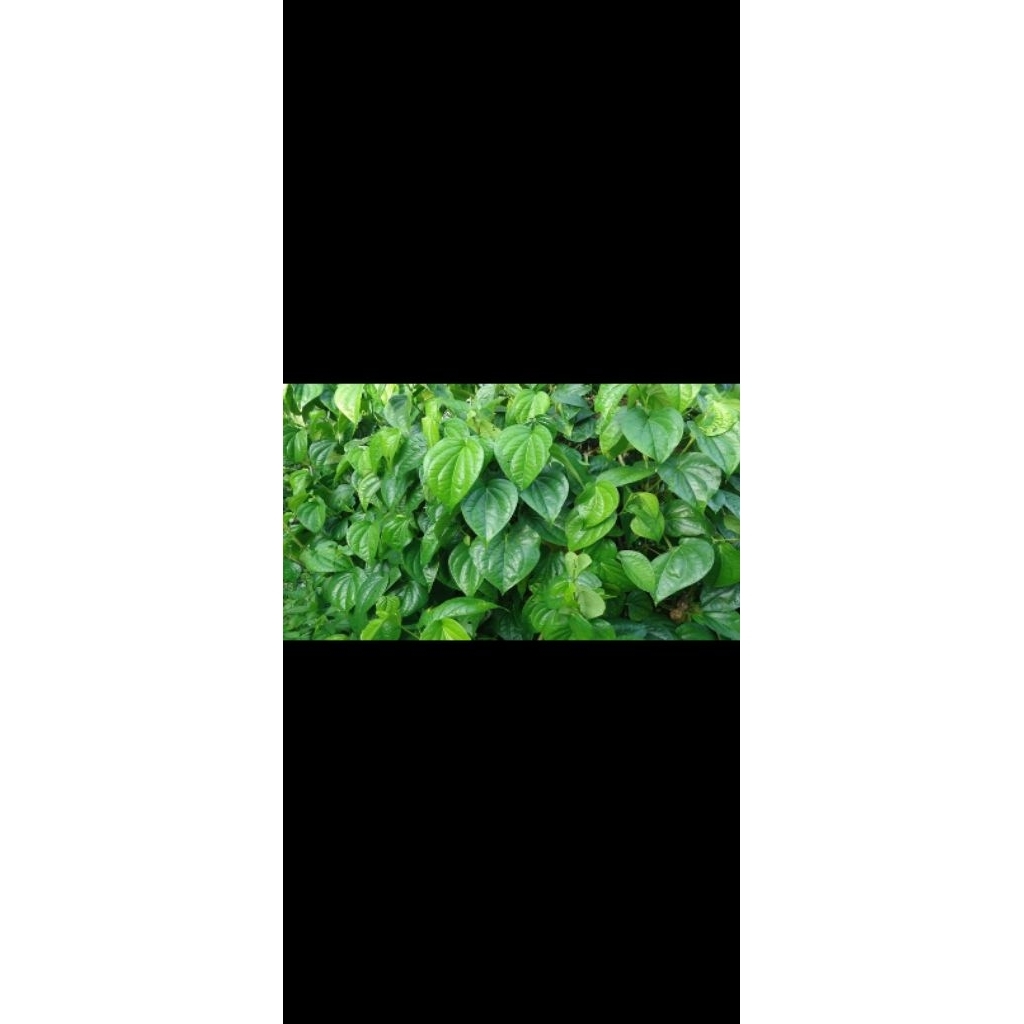 

daun sirih 15pcs