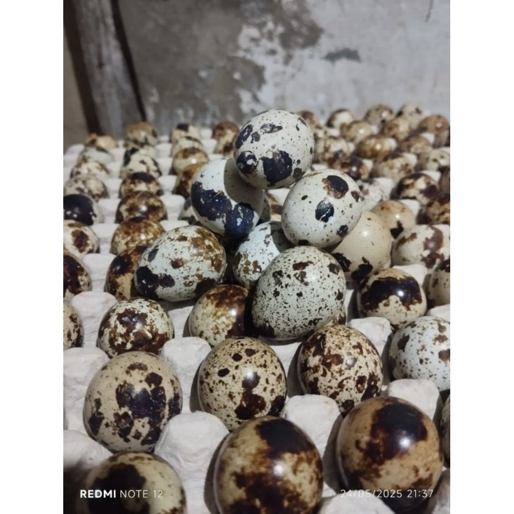 

30butirTelurpuyuhfresh