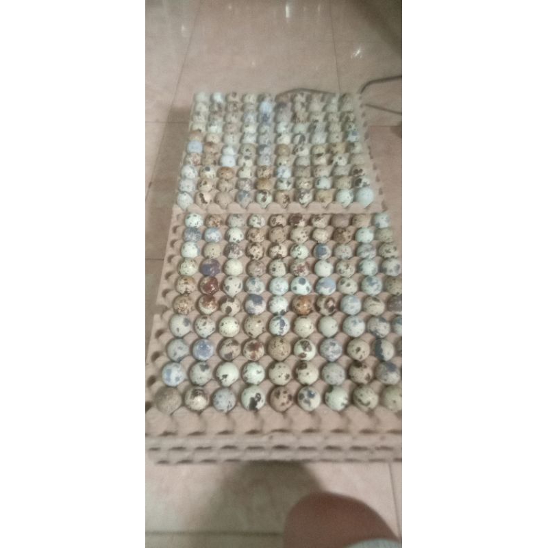 

Telur Puyuh Konsumsi Fresh