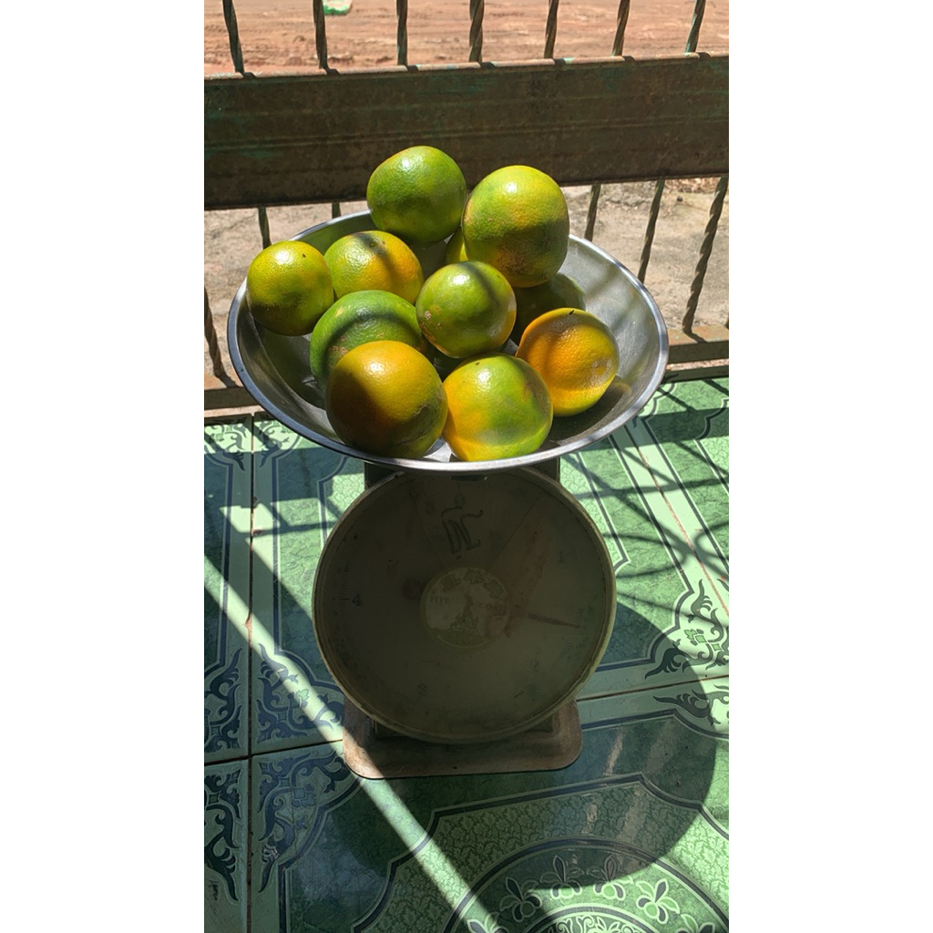 

jeruk peras 1 kg