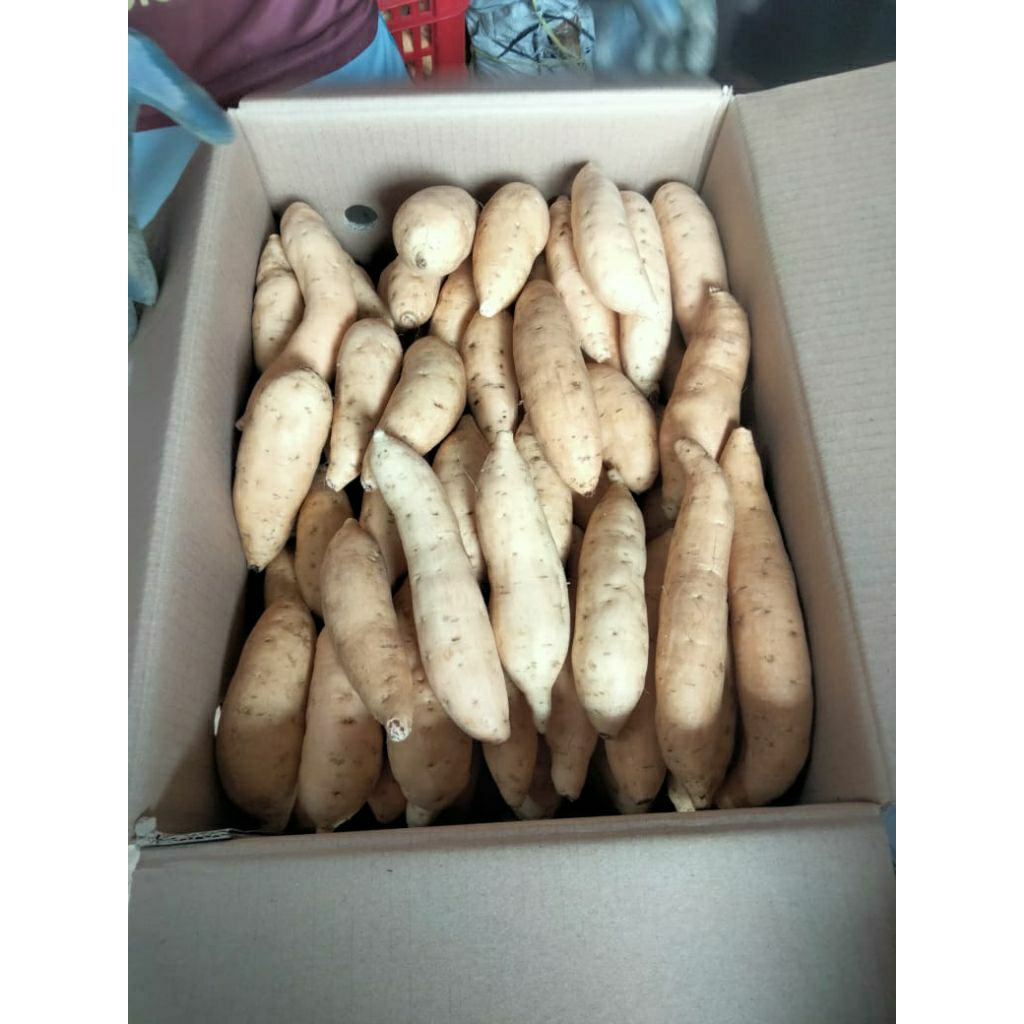 

10 kg ubi cilembu kecil