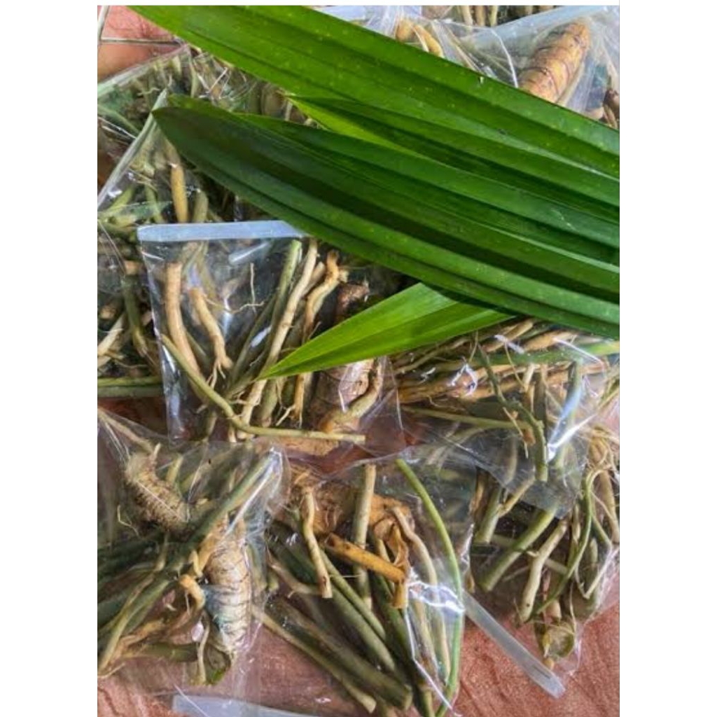 

Akar pohon pandan wangi asli organik berat 100gr untuk obat herbal