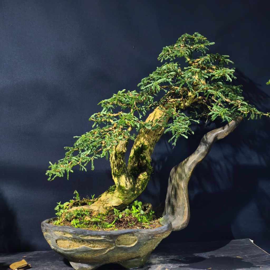 BONSAI ASEM SARAF SIAP PAJANG REAL PICT MEDIUM