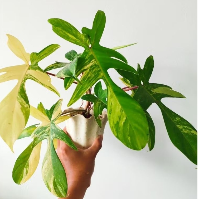 Philodendron florida beauty varigata