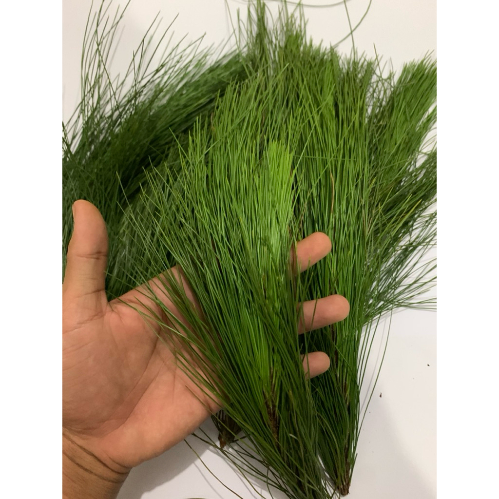 

Daun pinus segar alami 100%paket per 500grm