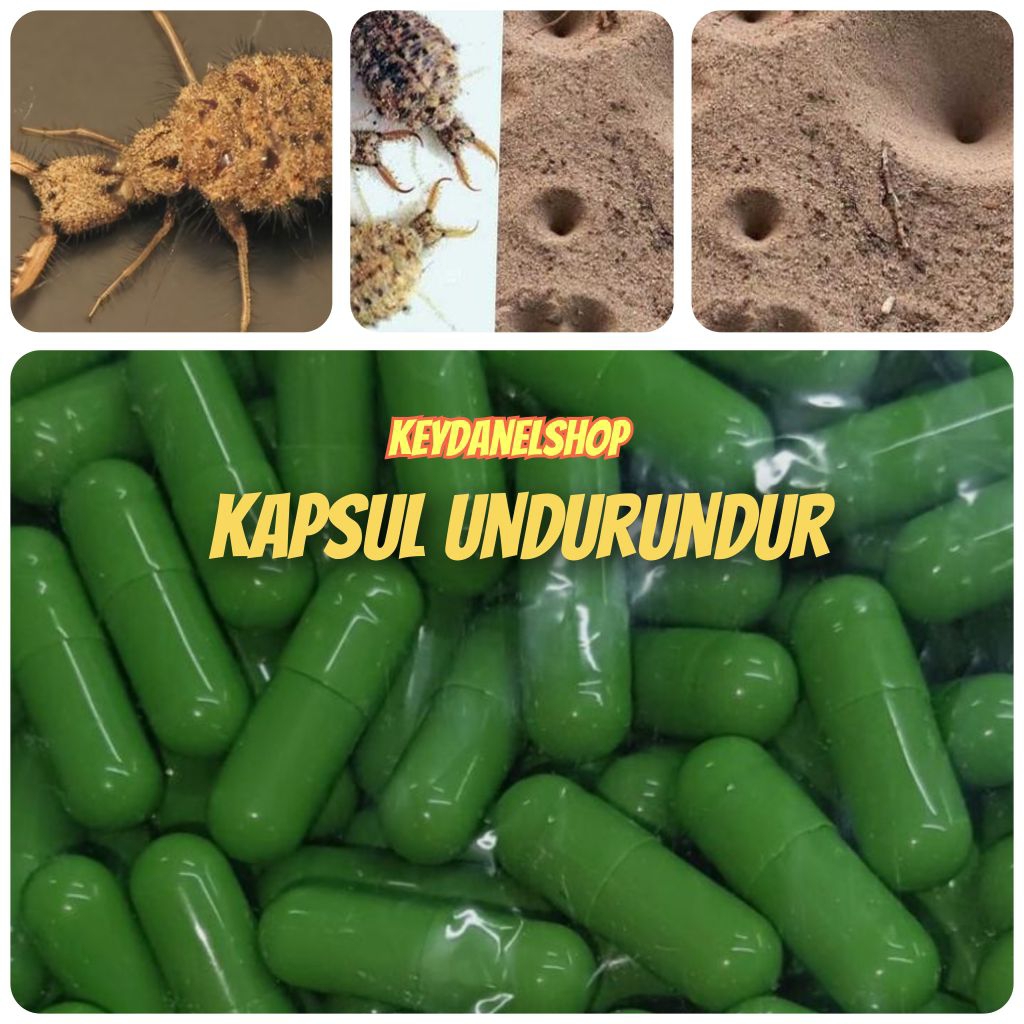 

Kapsul undur undur herbal diabetes
