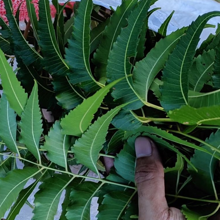 

Daun Mimba Segar Langsung Petik Pohon 1kg