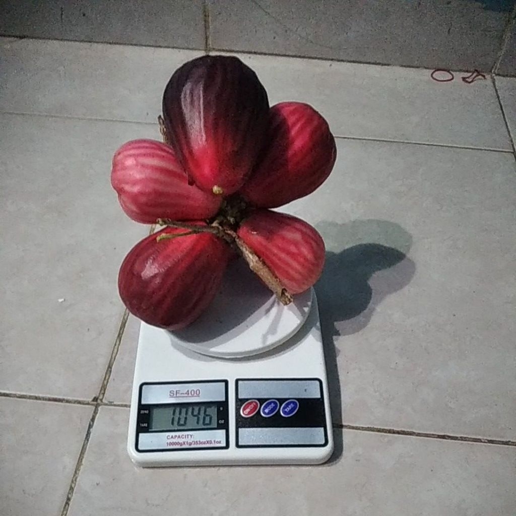 

buah jambu air 1kg