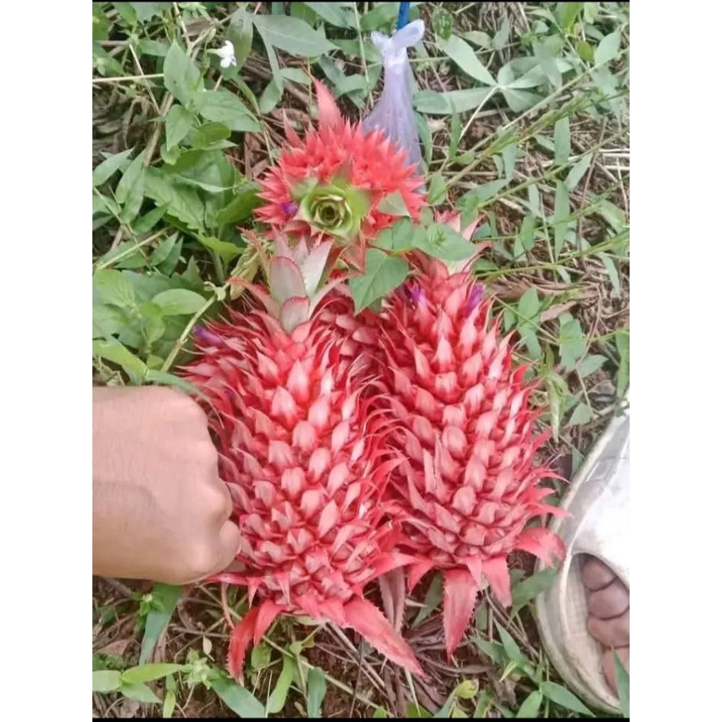 

Nanas merah asli dari hutan berat bersih (500grm)