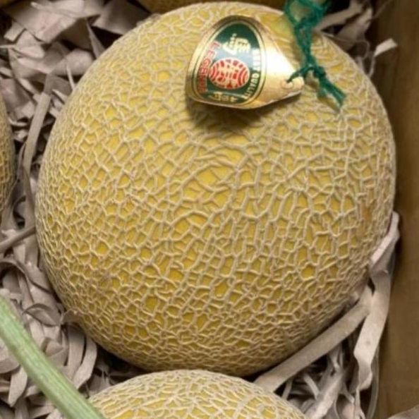 

melon inthanon 1 buah fresh