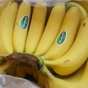 

PISANG SUNPRIDE / SUNRICE 500 gram