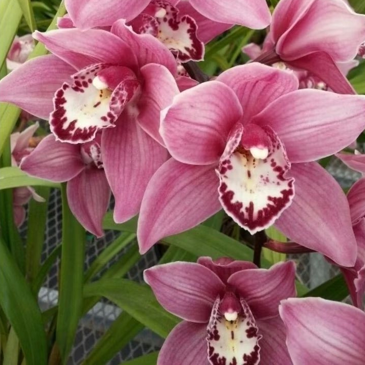 TERLARIS BUNGA ANGGREK CYMBIDIUM ( ID.Julie Hawkes 'Sim' )