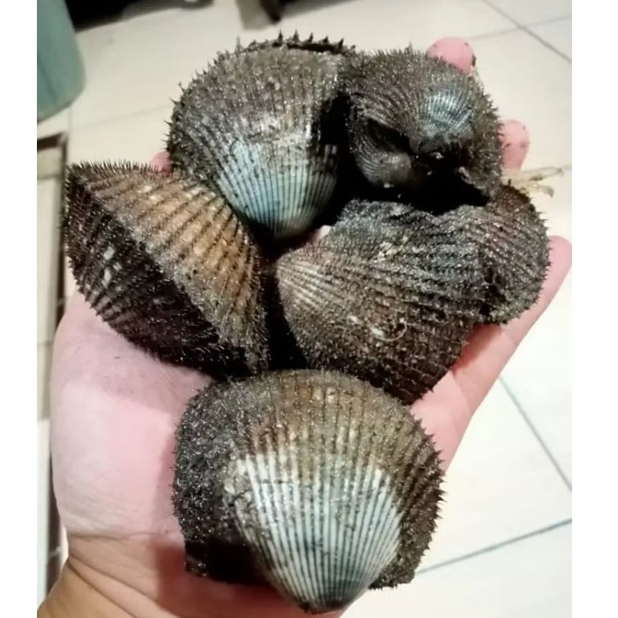 

kerang Bulu Hidup Kerang bulu live kerang laut live hidup