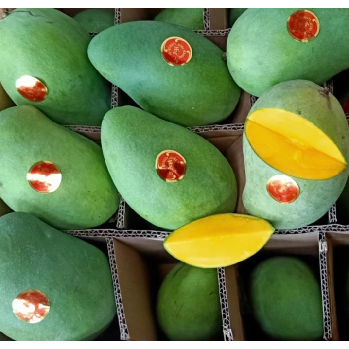 

mangga harum manis premium mangga