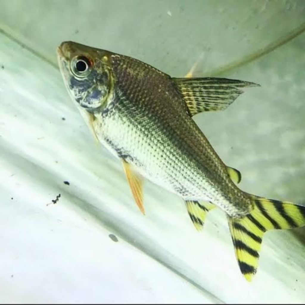 HIASAN AQUARIUM YELLOW FEIFENG/YFF