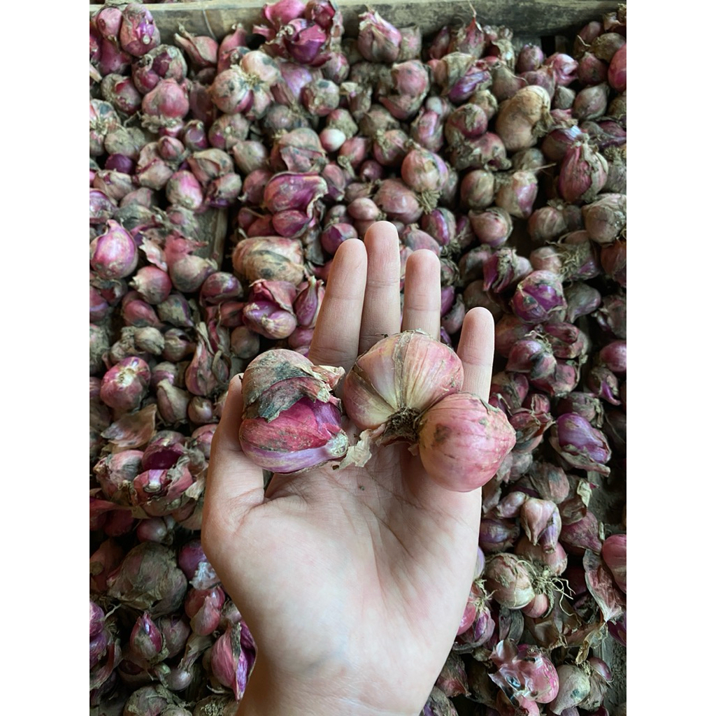 

BAWANG MERAH KERING 1kg
