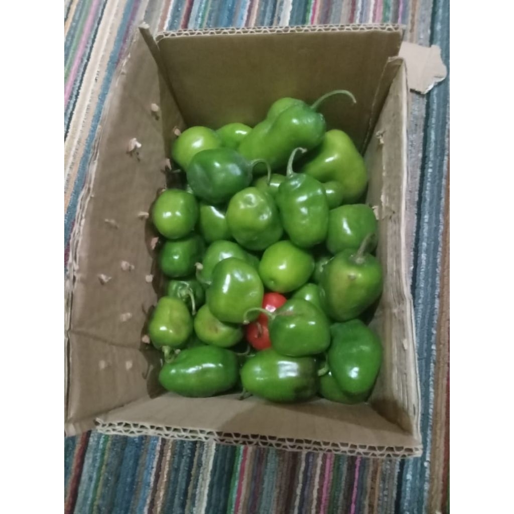 

cabe gendot asli dieng ( fresh)