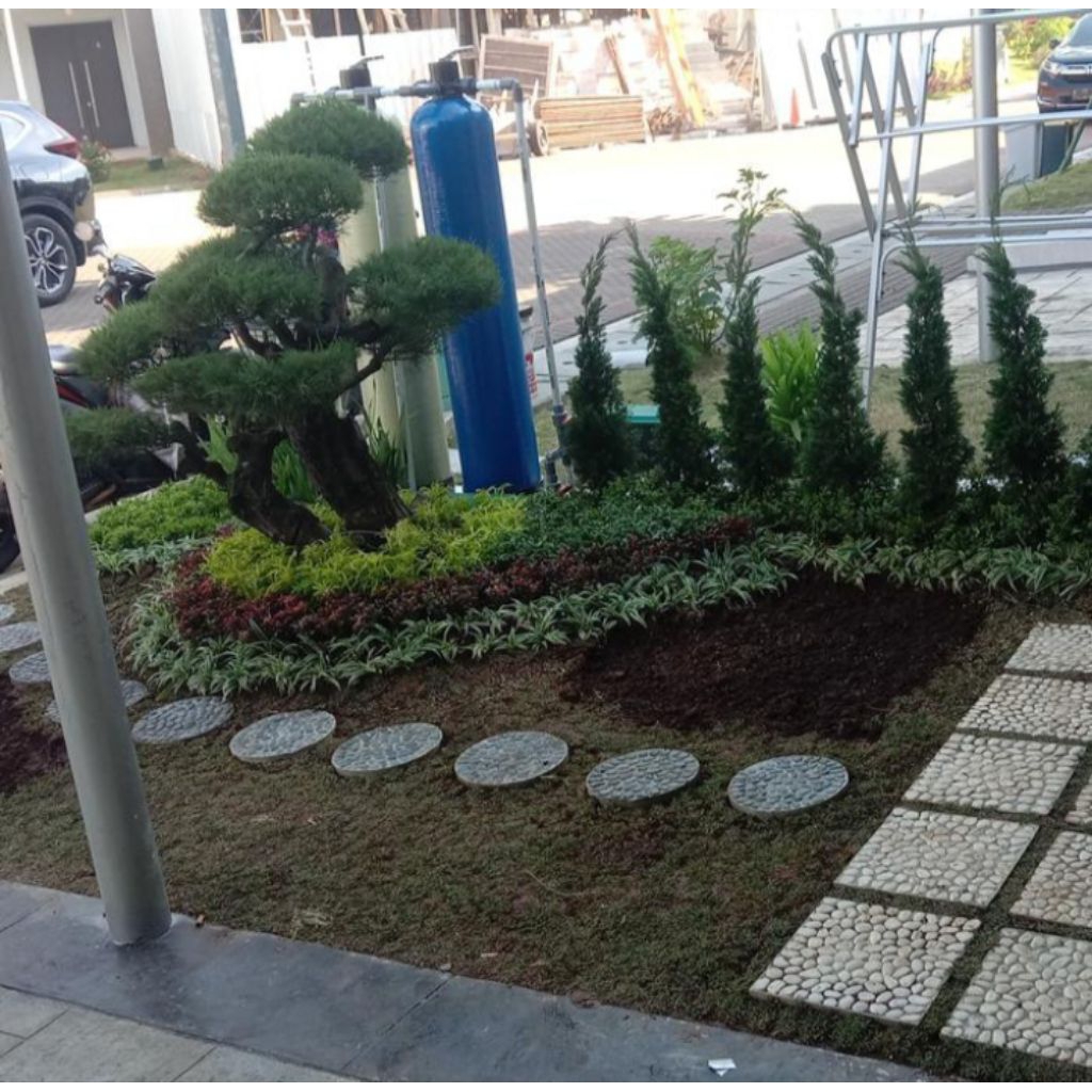 hiasan taman bonsai cemara udang