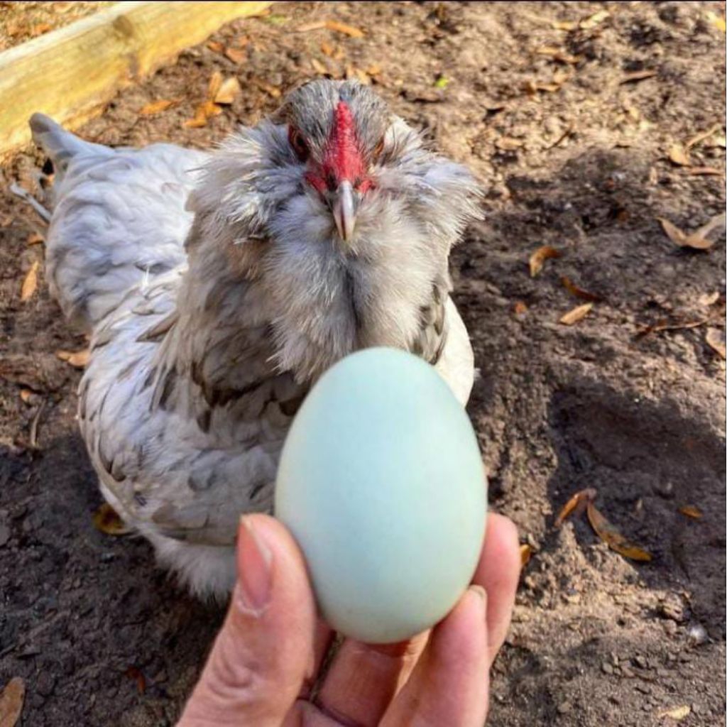

Telur fertil AMERAUCANA BLUE EGG ayam petelur handal untuk ditetaskan