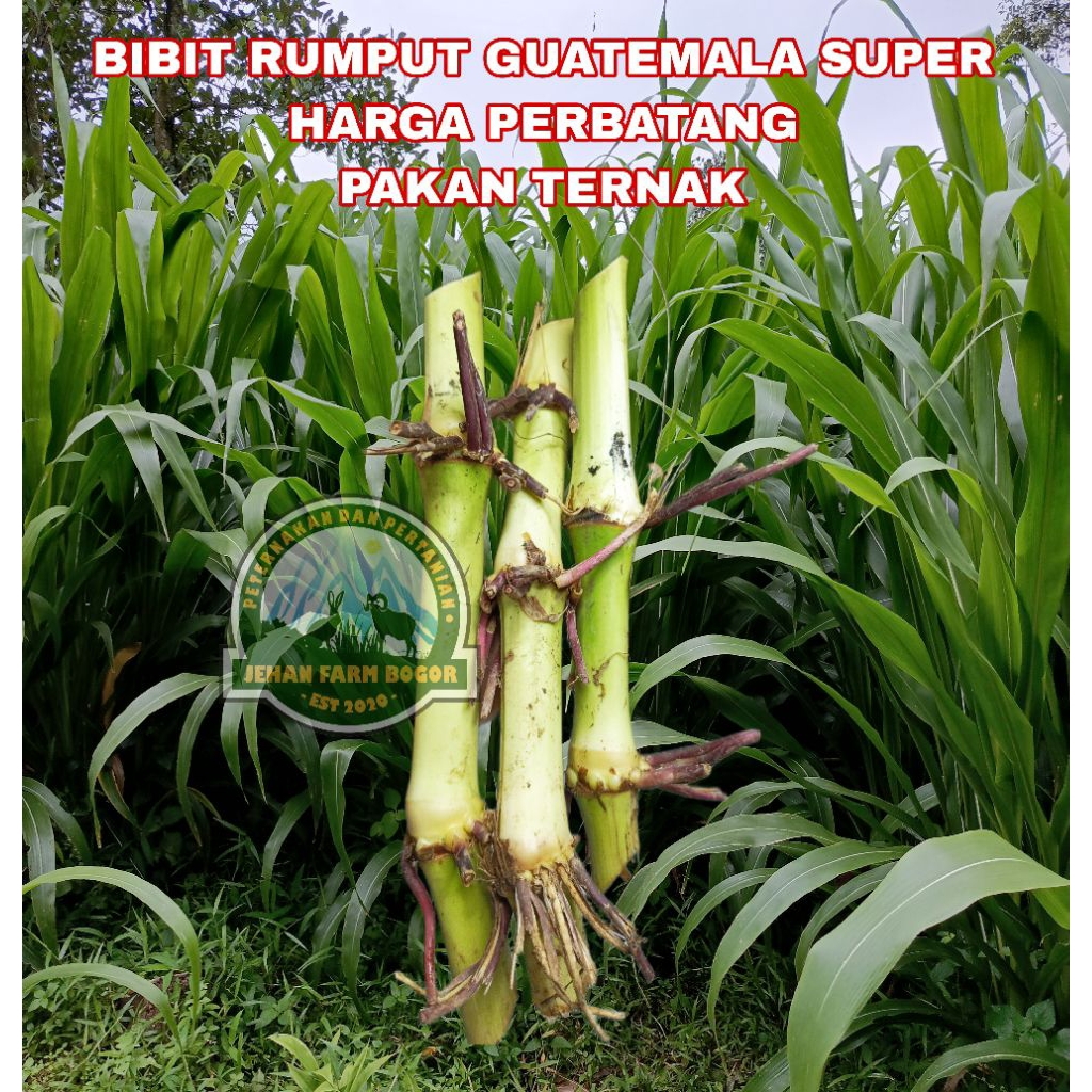 BIBIT RUMPUT GUATEMALA SUPER PERBATANG PAKAN TERNAK