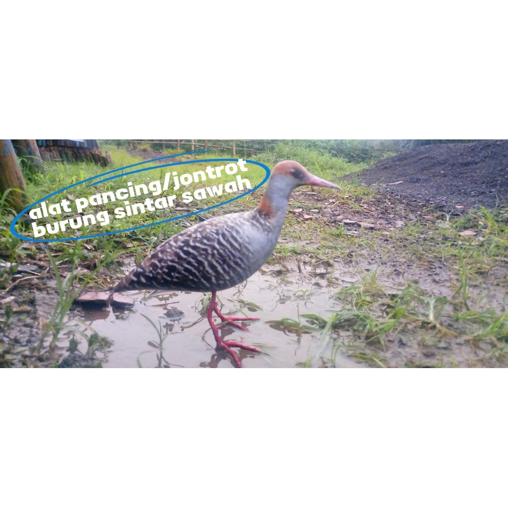 alat pancing / jontrot sintaran sawah mirip asli anti zonk