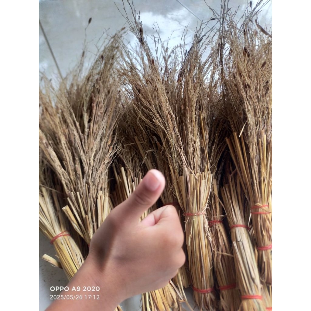 sapu jerami merang padi ketan hitam per ikat