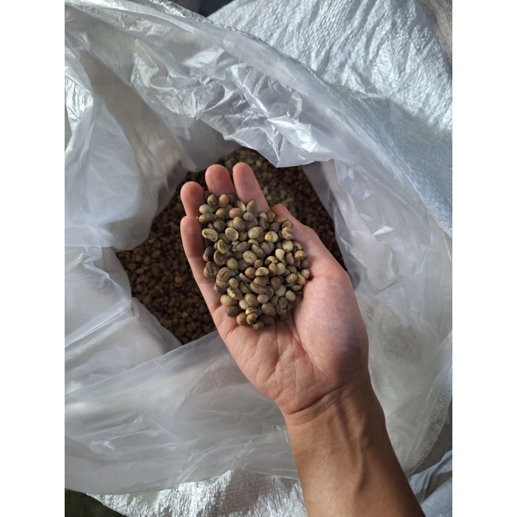 

kopi robusta asalan