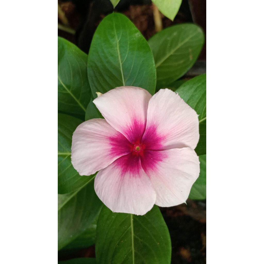 Vinca Nirvana Pink Splash ( Mutasi 2 )
