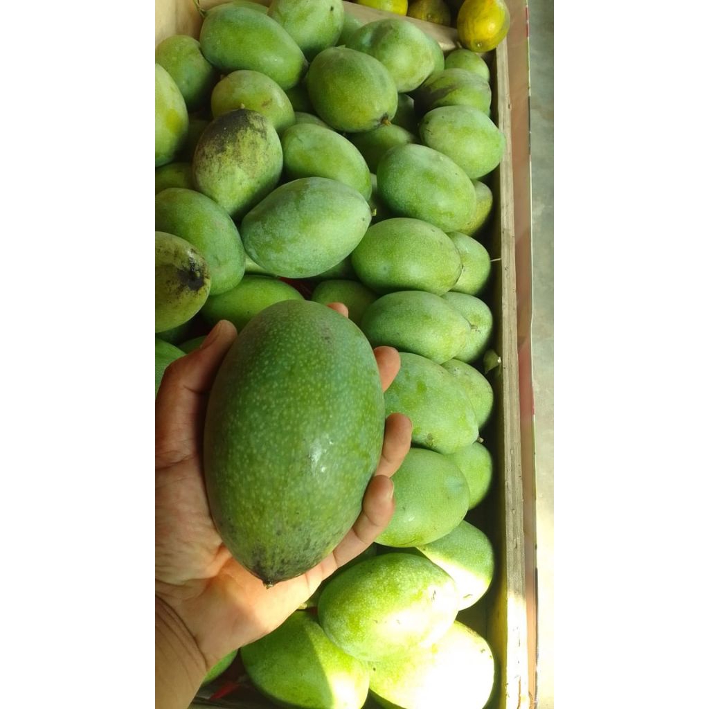 

Mangga manalagi mentah 1kg