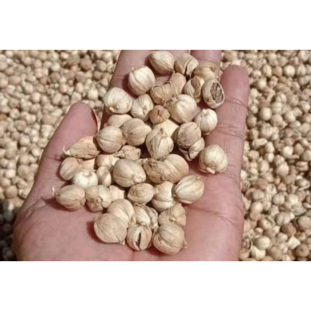 

Kapulaga Putih Lering Kapolaga Cardamom Lemasan Kecil