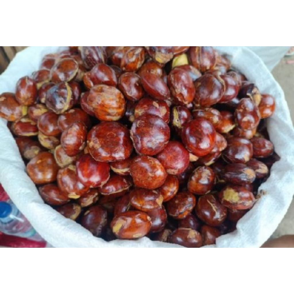 

JENGKOL TUA 1 kg FRES BARU PETIK