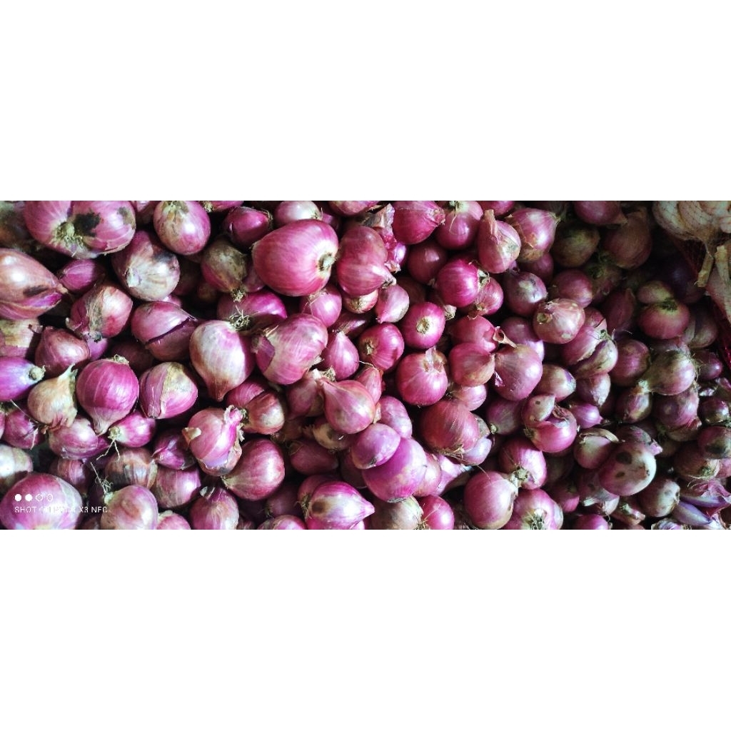 

BAWANG MERAH TANGGUNG KERING