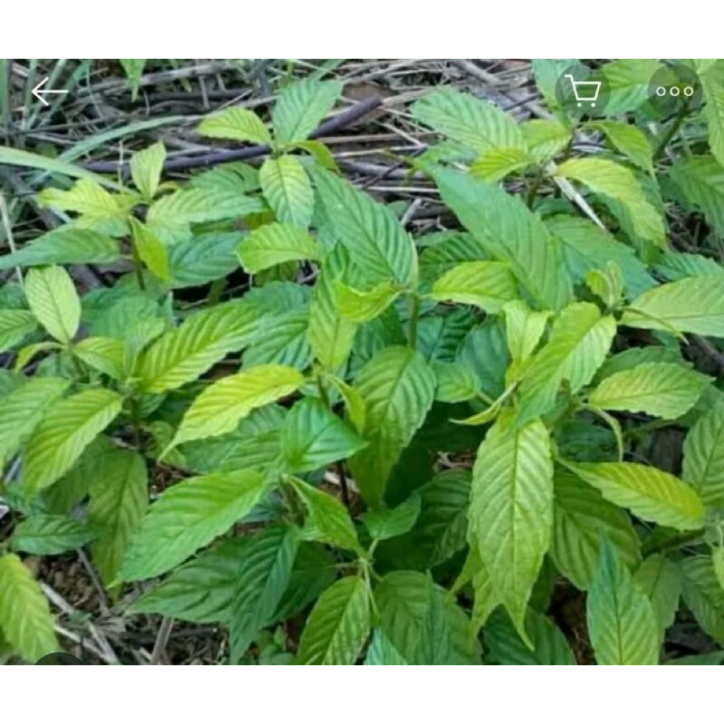 

Daun afrika/sobsis segar pres alami petik langsung paket per 1kg