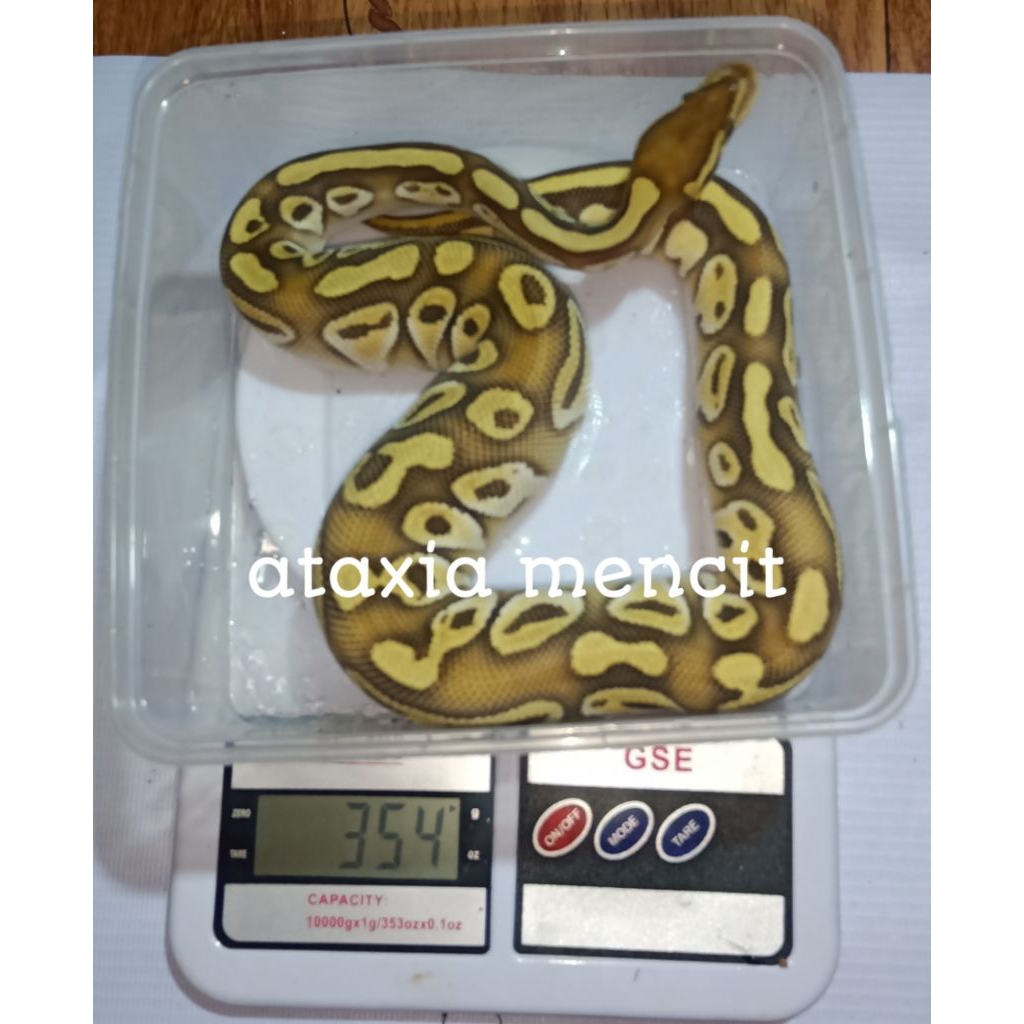 Ball python orange dream lesser jantan
