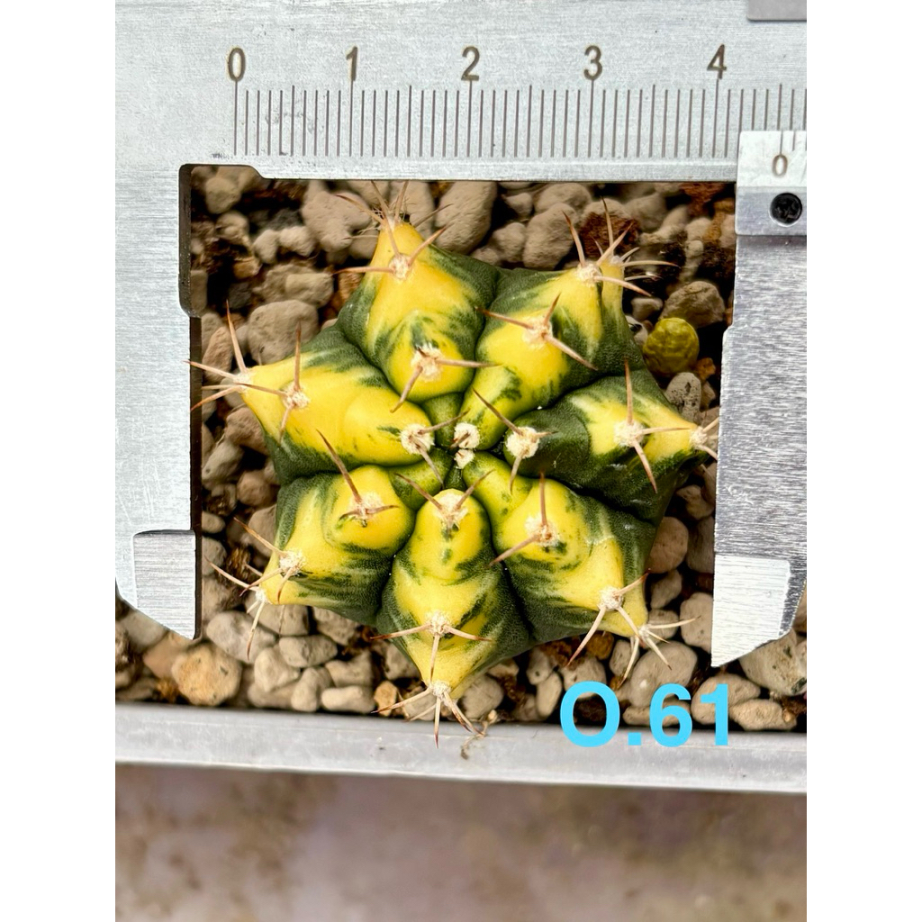 Termurah Kaktus Besar Gymno Orange Miha Variegata Ownroot Gymnocalycium Mihanovichii