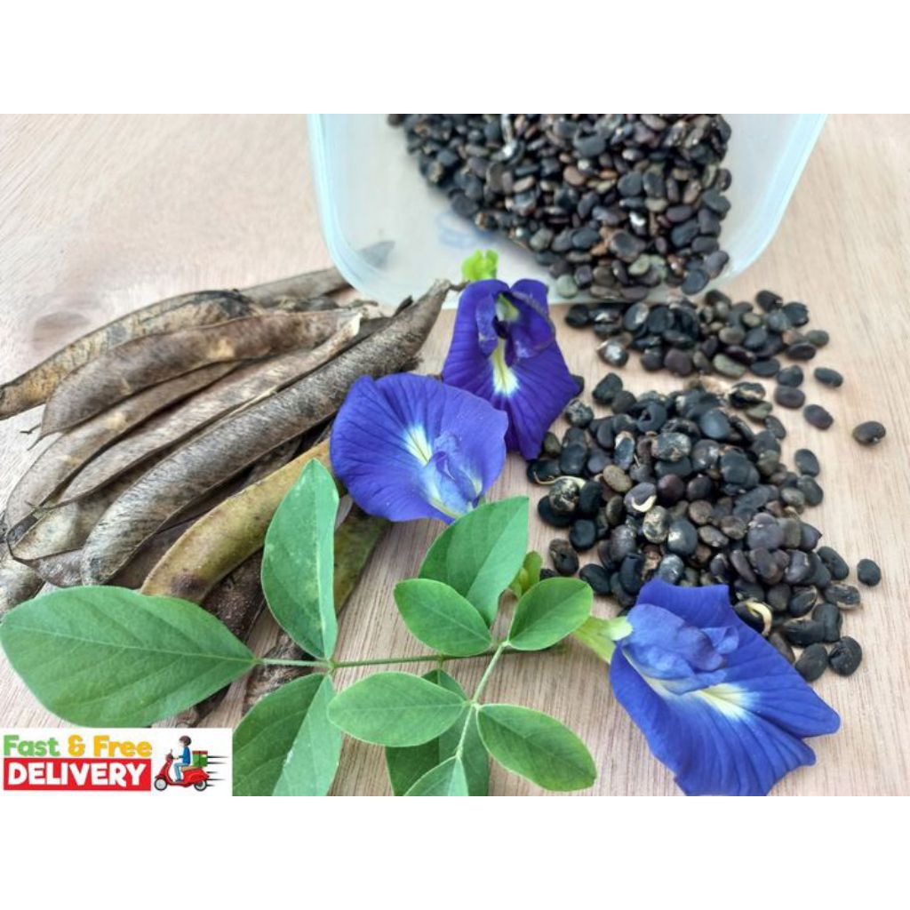 

Benih bunga telang20 biji/butterfly pea 20 biji