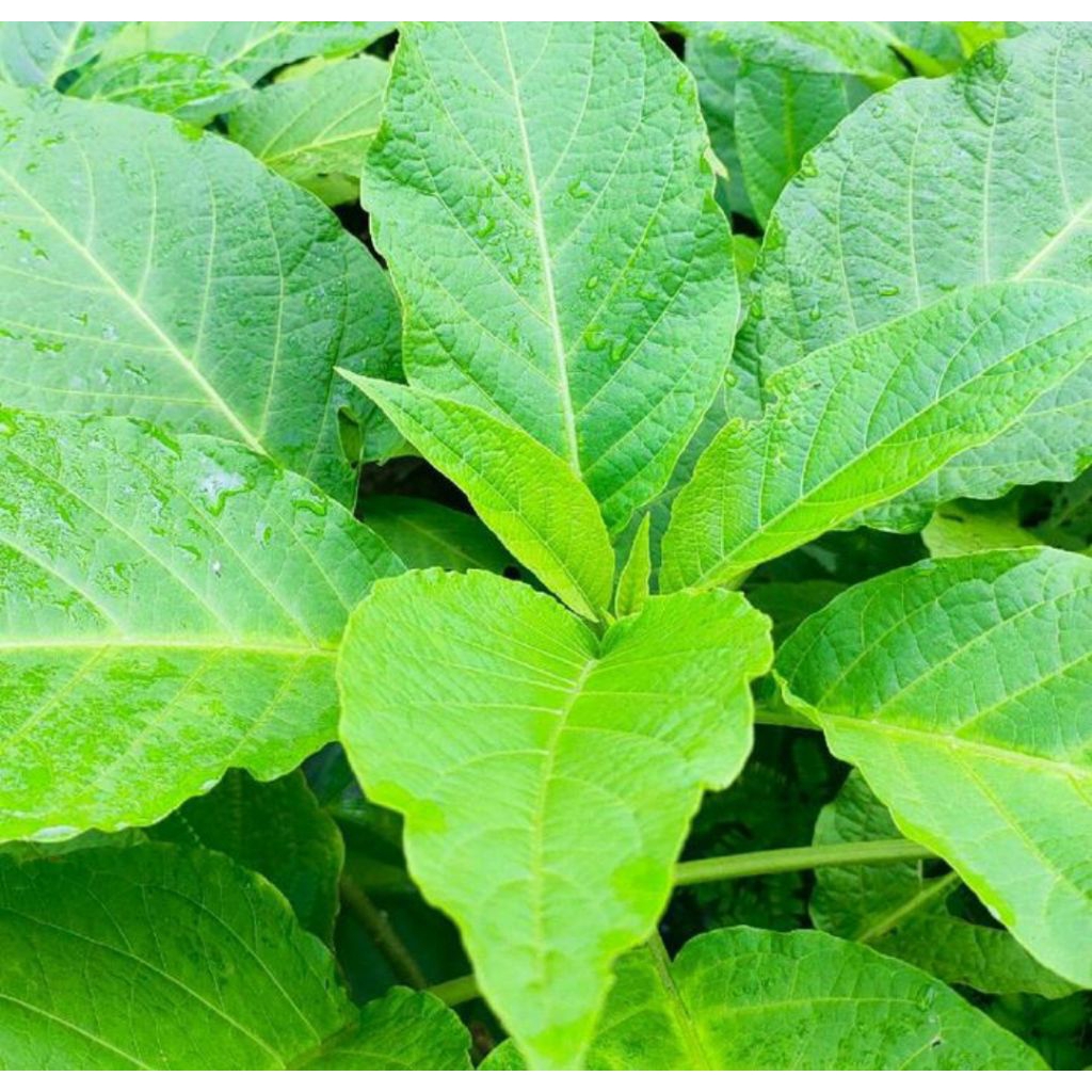 

Daun kucubung segar 500 gram