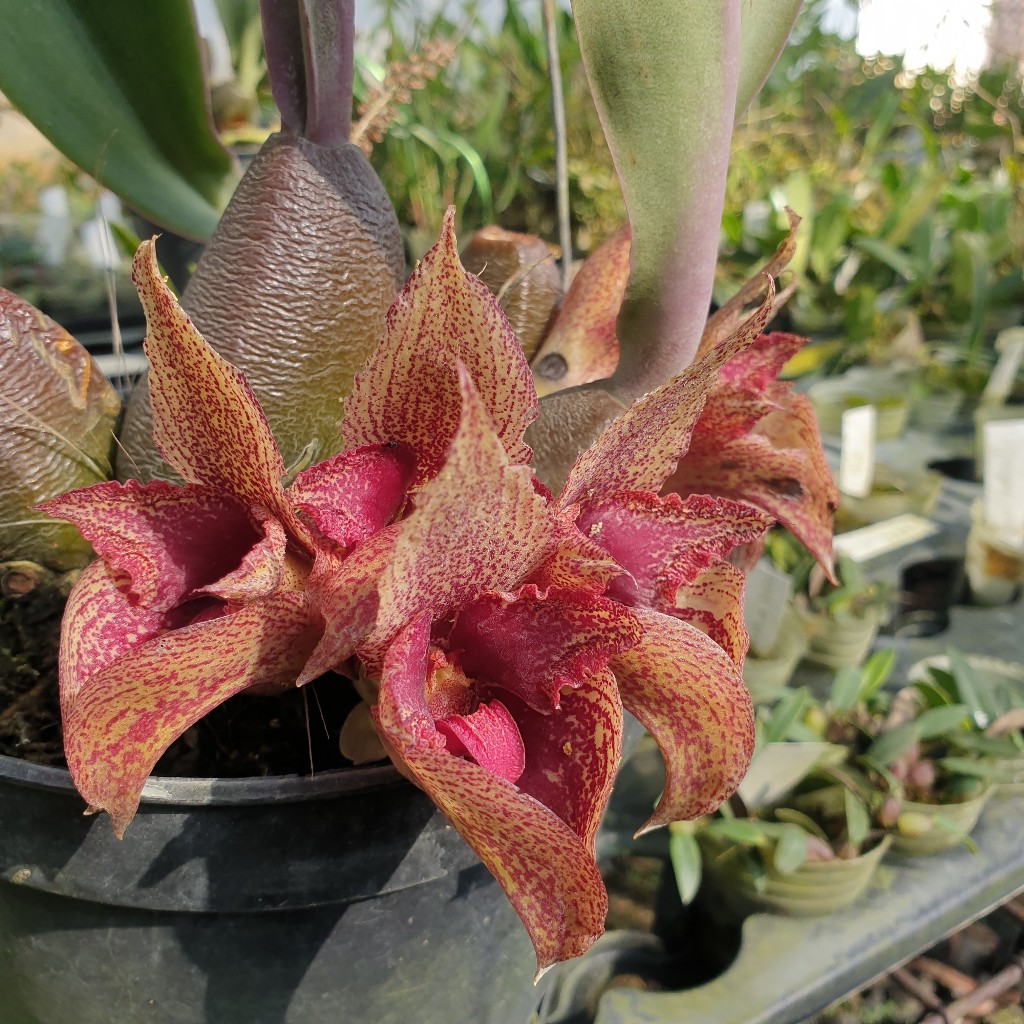 Bulbophyllum Macrobulbon