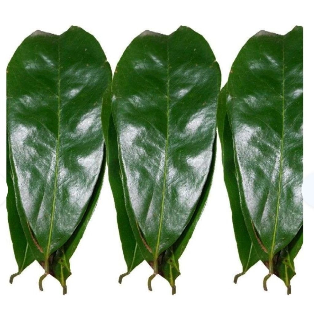 

Daun sirsak tua 200 lembar hanya Rp. 10.000