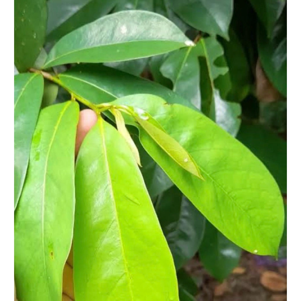 

Daun sirsak segar pres alami petik langsung paket per 500grm