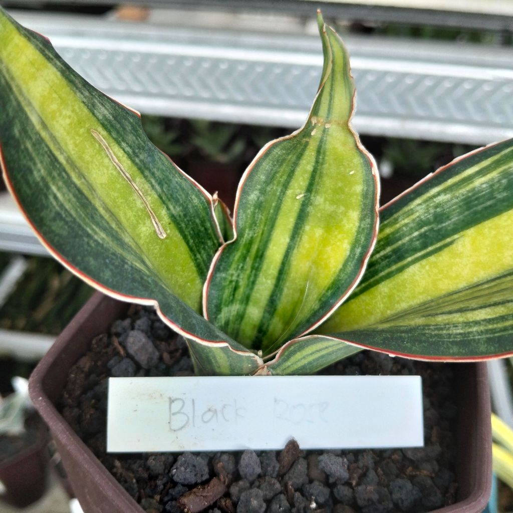Sansevieria black rose varigata